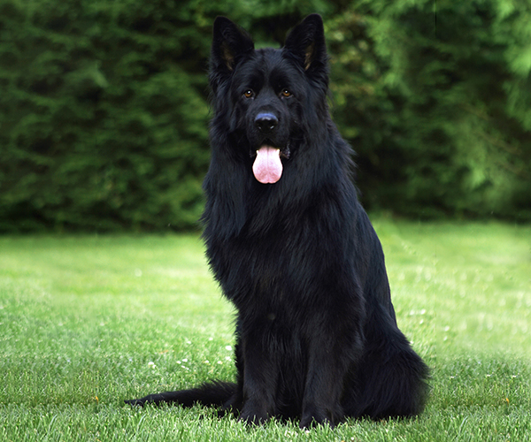 all black long coat german shepherd male
