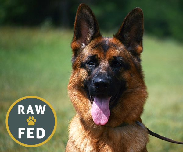 Red and black female german shepherd european showline puppies for sale