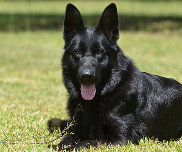 red and black german shepherd male