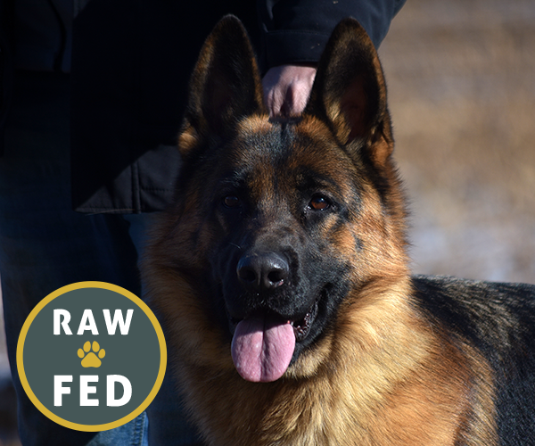 Red and black female german shepherd european showline puppies for sale