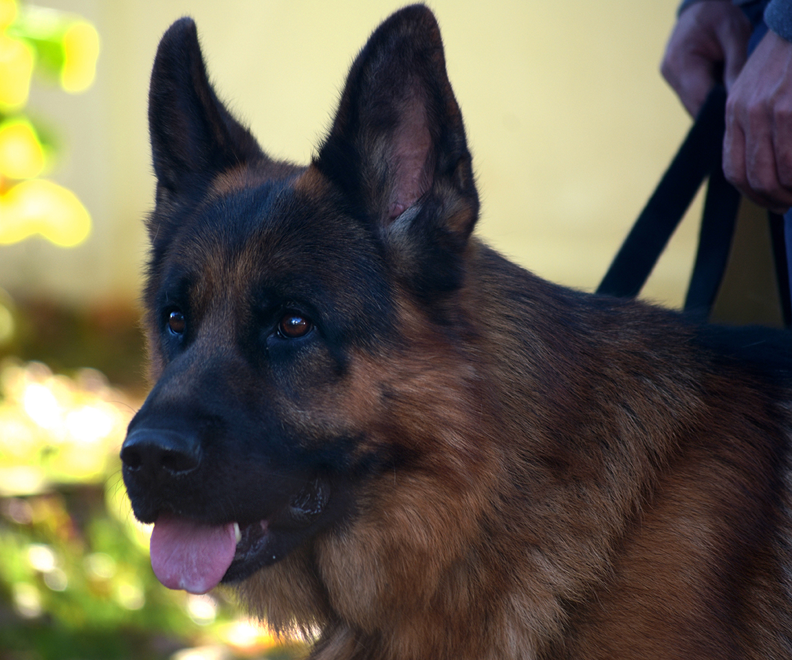 red and black german shepherd male