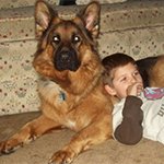 Red and Black Long-haired Female German Shepherd European