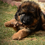 Red and Black Long-haired German Shepherd European Puppy 4 weeks old