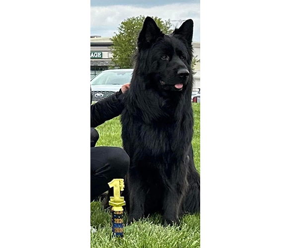 Gladiator Feetback red and black german shepherd male
