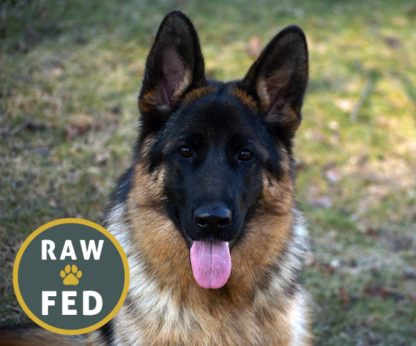 all black european showline german shepherd west vom hazak