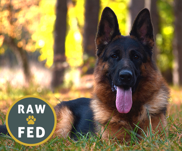Red and black female german shepherd european showline puppies for sale