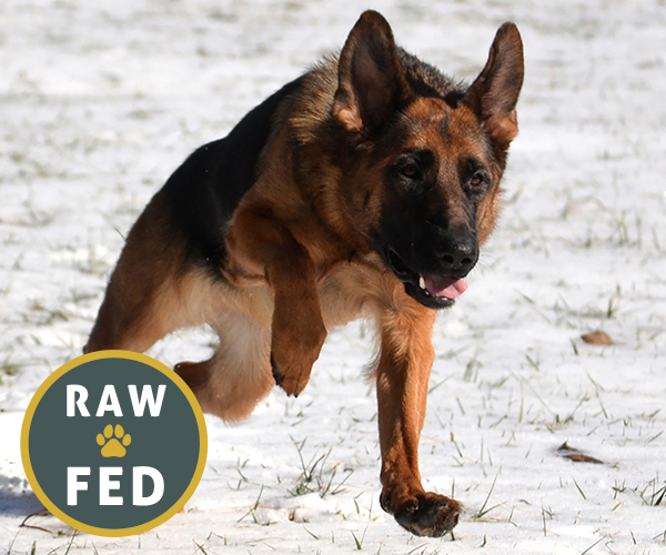 Red and black female german shepherd european showline puppies for sale
