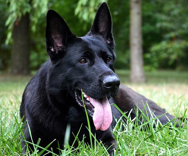 all black european showline german shepherd west vom hazak